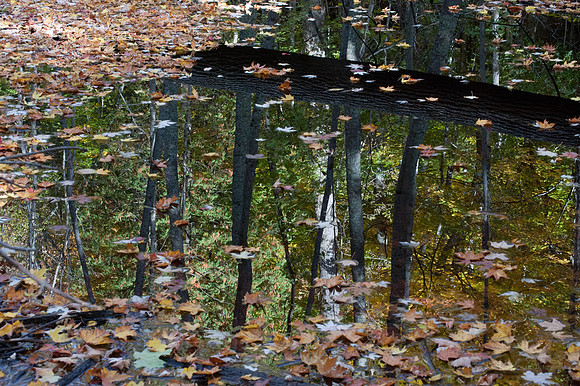 APondFall101114-24