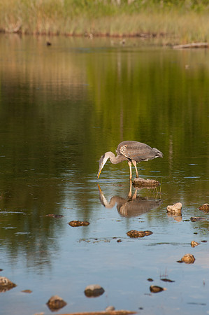 08042009BlueHeron54 (1)