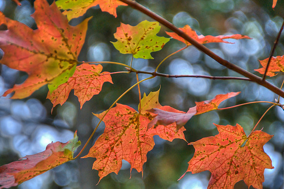 FallFestColor01