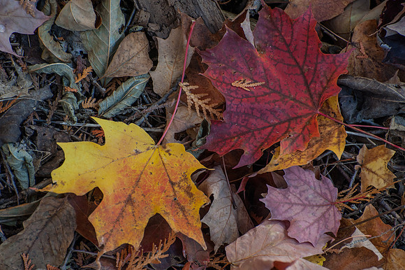 APondFall101114-37