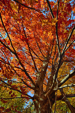 FallColor103_HDR