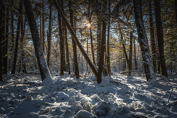01-03-2021-Dan Eggert-Whitefish Dunes Hiking Snow-3