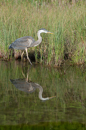 08042009BlueHeron66