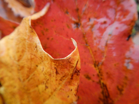 FallFest-44