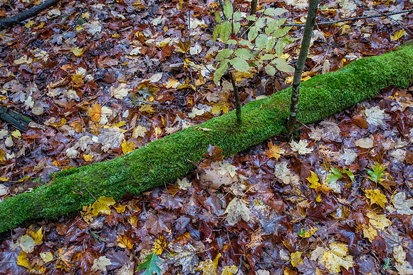 LautBacWoodFall14-88