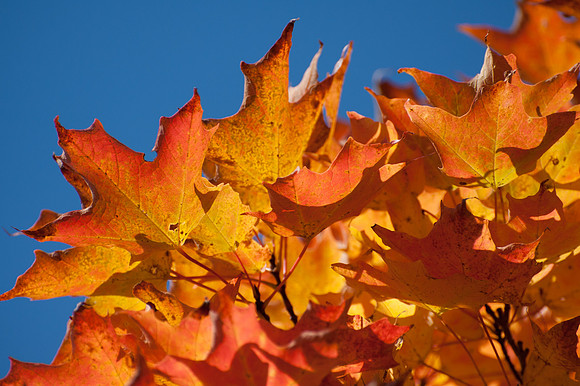 FallColor35